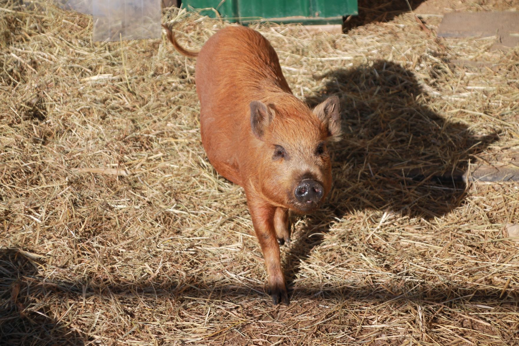 Last week's pet, still available: Kim Possible